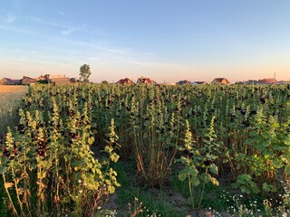 vineyard at sunset