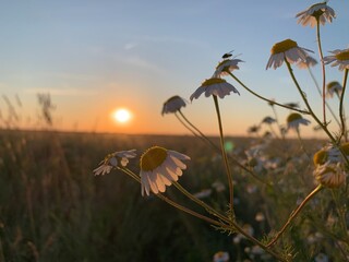 field of daisies