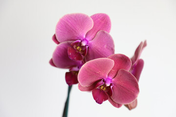pink orchid isolated on white background.  Phalaenopsis orchid .  Selective focus. 