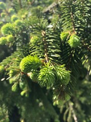 close up of detailed pine needle on a pine tree