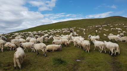 Flock of sheep at the top of the mountain.