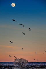 Fototapeta na wymiar Snow Geese Flying with Moon at Sunset