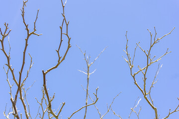 Natural background with dry white tree branches against light blue sky. Arid climate, desert