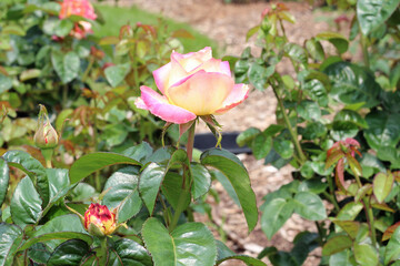 Blooming Pink and Yellow Rose Bush