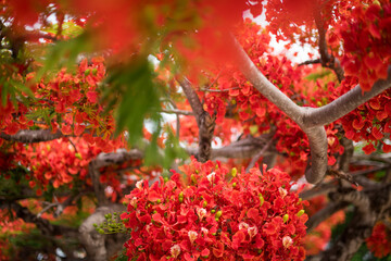 Professional close up portrait of flamboyant tree in Mexico - obrazy, fototapety, plakaty