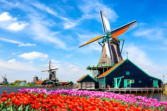 Typical iconic landscape in the Netherlands, Europe. Traditional old dutch windmills with house, blue sky near river with tulips flowers flowerbed in the Zaanse Schans village, Netherlands.