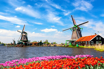 Typical iconic landscape in the Netherlands, Europe. Traditional old dutch windmills with house, blue sky near river with tulips flowers flowerbed in the Zaanse Schans village, Netherlands.