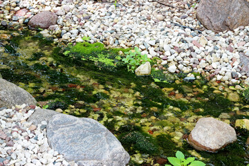 Stream with Rocks and Algae