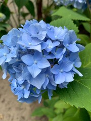 blue hydrangea flower