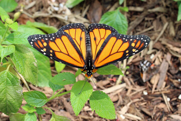 Look at my Beautiful Wings