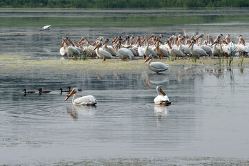 Flock of American White Pelicans