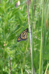 Monarch on a Stick
