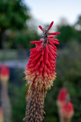 Red Hot Poker flower in the 