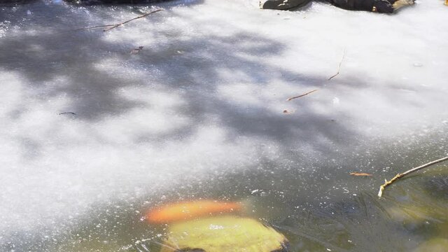 Frozen pond with koi fish swimming around