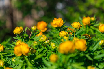 Flower decorative globe growing in a spring garden. (Trollius asiaticus)