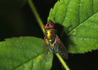 This close up, detailed macro image shows a landed Musca domestica fly on a green leaf.