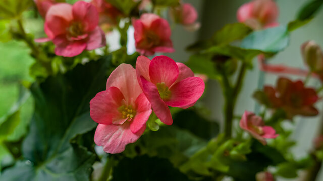 Vivid Magenta Begonia flowers with green leaves. Blur Background. Macro photo, close up