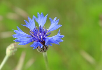 Cornflower on the field drain