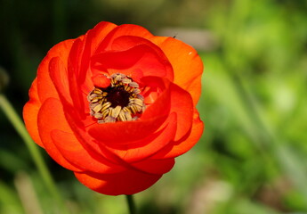 Poppy seeds very close with insect