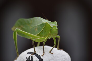 Insecto Fasmido Hoja / Fasmid sheet insect