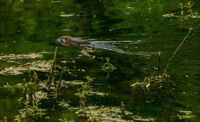 Nutria Dorsten 1