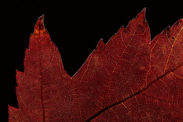 Red Maple Leaf Detail