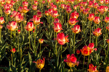 red and yellow tulips field