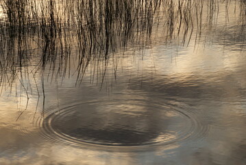 Circular ripple in a marsh
