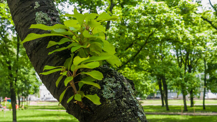 New-grown sprouts on a cherry tree. May, Spring. Blur, defocused background. Close up