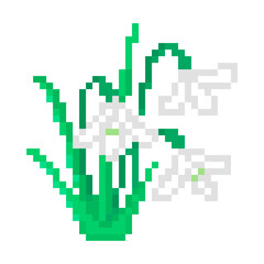 Fototapeta premium Galanthus (snowdrop) flower, pixel art icon isolated on white background. 8 bit small spring flowering plant symbol. Old school vintage retro slot machine/video game graphics.