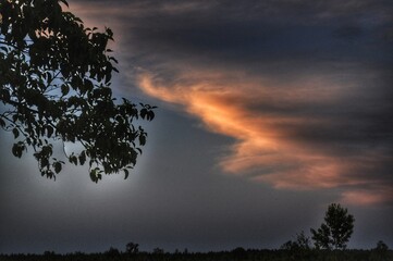 Tree and sunset clouds