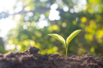 Growing plant,Young plant in the morning light on ground background, New life concept.Small plants on the ground in spring.fresh,seed,Photo fresh and Agriculture  concept idea.