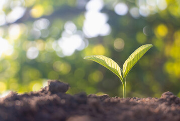 Growing plant,Young plant in the morning light on ground background, New life concept.Small plants on the ground in spring.fresh,seed,Photo fresh and Agriculture  concept idea.