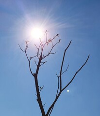 The tree is live