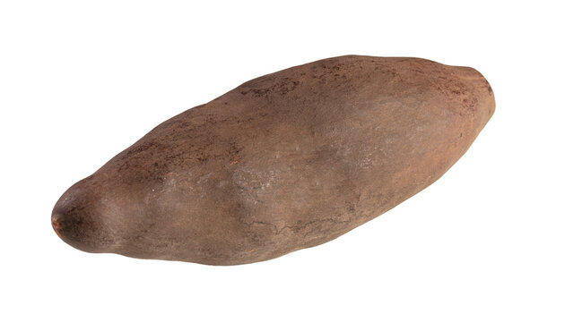 baoba fruit, Adamsonia digitata, African plant
