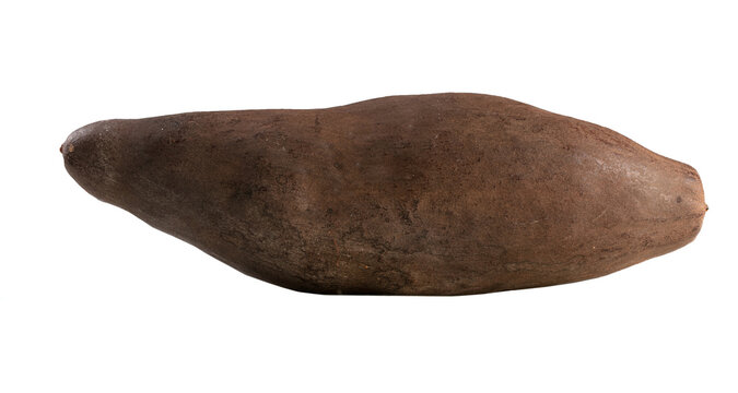 baoba fruit, Adamsonia digitata, African plant