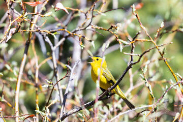 Wilson's Warbler at a Colorado Beaver Pond