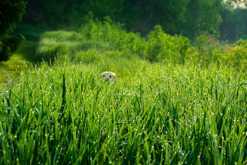 Glowa psa labradora w wysokiej trawie o poranku.