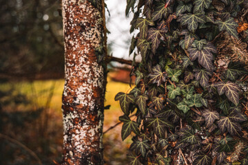autumn moody colors brown and green wild foliage leaves on tree bark in forest soft focus nature photography scenic view with unfocused outdoor background
