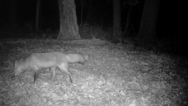 wild red fox looking for food at night