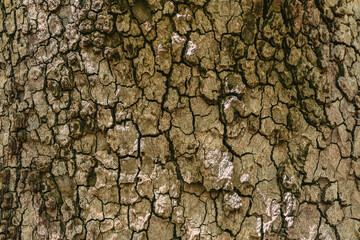 Brown cracked tree bark texture. Natural background.