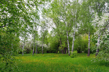 Fototapeta na wymiar Mitino landscape park - beautiful at end of May