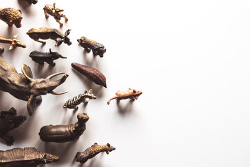 Group of animals toys isolated over white background. animals toys.