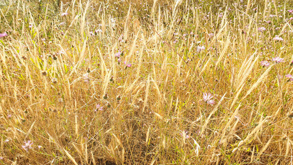 golden wheat field