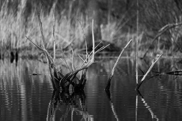 Galezie drzewa wystajace z wody . © Adam