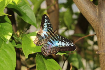 Blue "Clipper Butterfly" in Innsbruck, Austria. Its scientific name is Parthenos Sylvia, native to Southeast Asia.