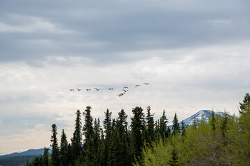 A flock of trumpeter swans flying above on their migration to Alaska, The Bering Sea for the...