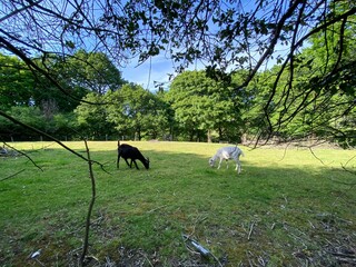 Two goats grazing in a meadow in, Shibden Valley, Halifax, UK