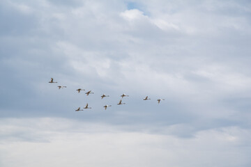 A flock of trumpeter swans flying above on their migration to Alaska, The Bering Sea for the...