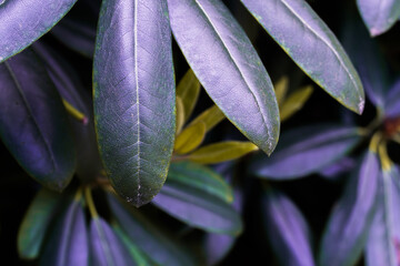 gr&uuml;ne Bl&auml;tter